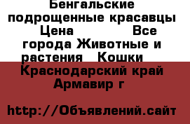 Бенгальские подрощенные красавцы. › Цена ­ 20 000 - Все города Животные и растения » Кошки   . Краснодарский край,Армавир г.